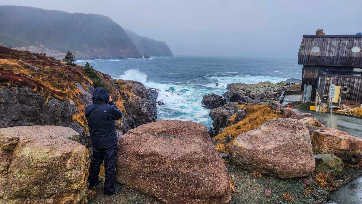 Always a highlight, Dovekies (aka “bullbirds” to local Newfoundlanders) took a little extra work this year, but we managed to track down several as they foraged in sheltered bays and coves. 