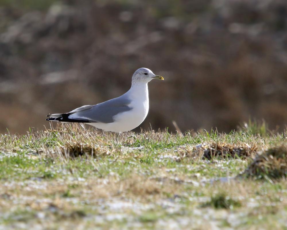 Early surprises came in the form of rare visitors from very different directions – such as this ABA-rare Common Gull, and a long-staying Pink-footed Goose from Europe, along with a Yellow-throated Warbler from much further south.