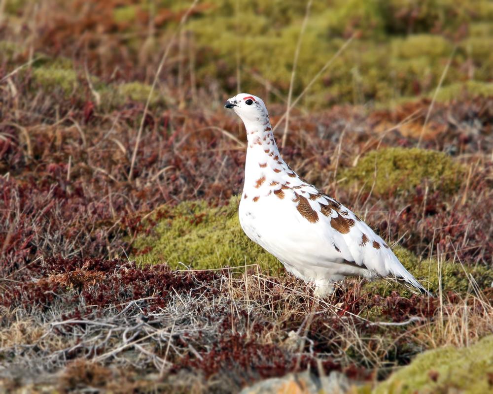 An encounter with two Willow Ptarmigan foraging on the sub-arctic tundra was a special treat...