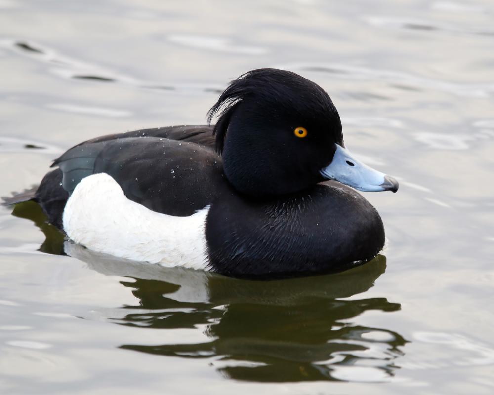 Local celebrities such as Black-headed Gulls, Eurasian Wigeon and dozens of Tufted Ducks such as this were of course on full display. 