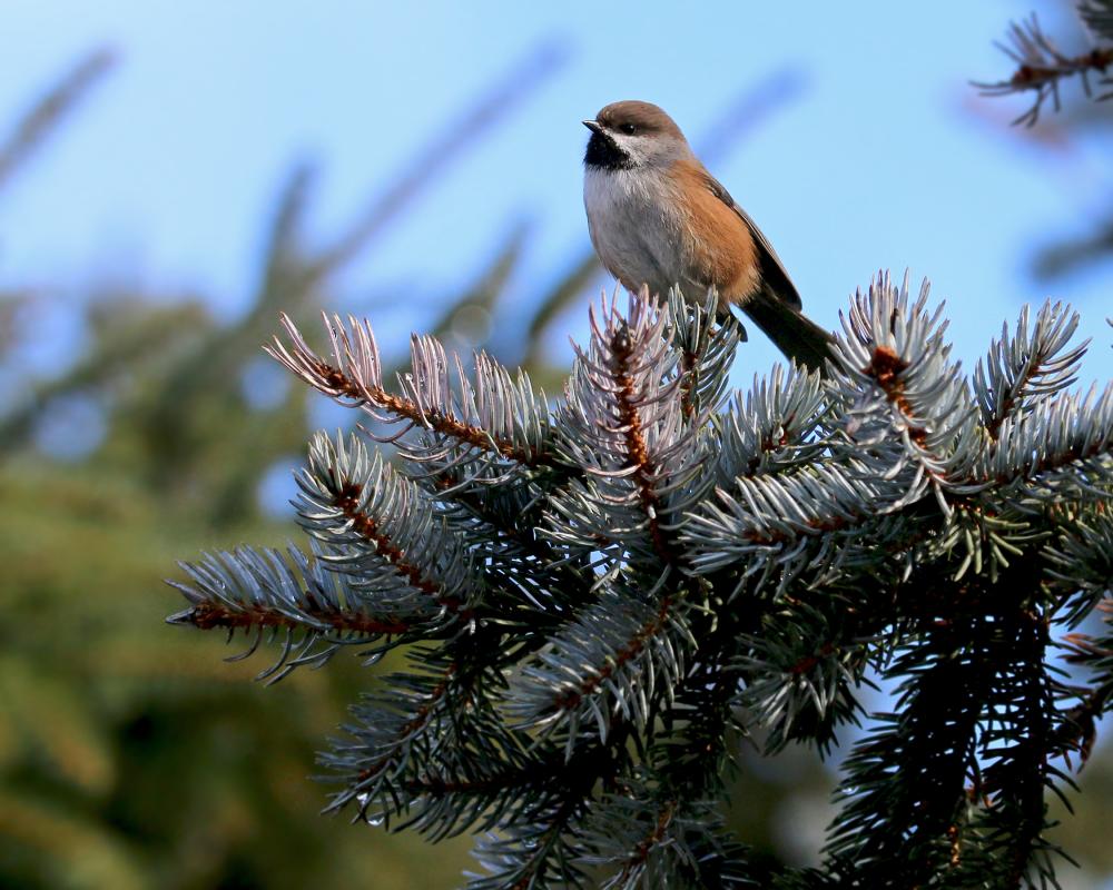 ...as were other denizens of the north including King Eider, Great Cormorant, Canada Jay and this Boreal Chickadee.  