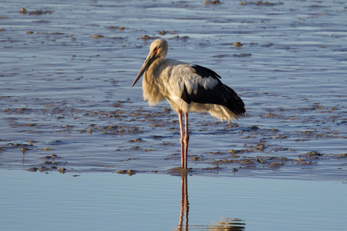 A Maguari Stork in amazing light