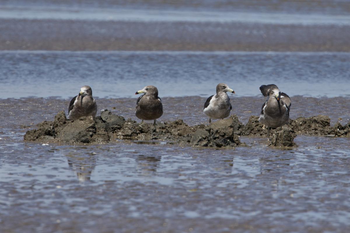 A group of Olrog’s Gulls on the beach