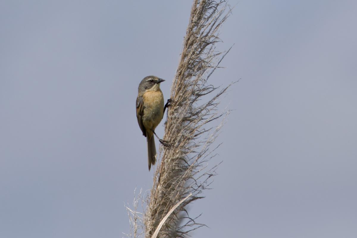 A Long-tailed Reed Finch expertly perched on pampas grass