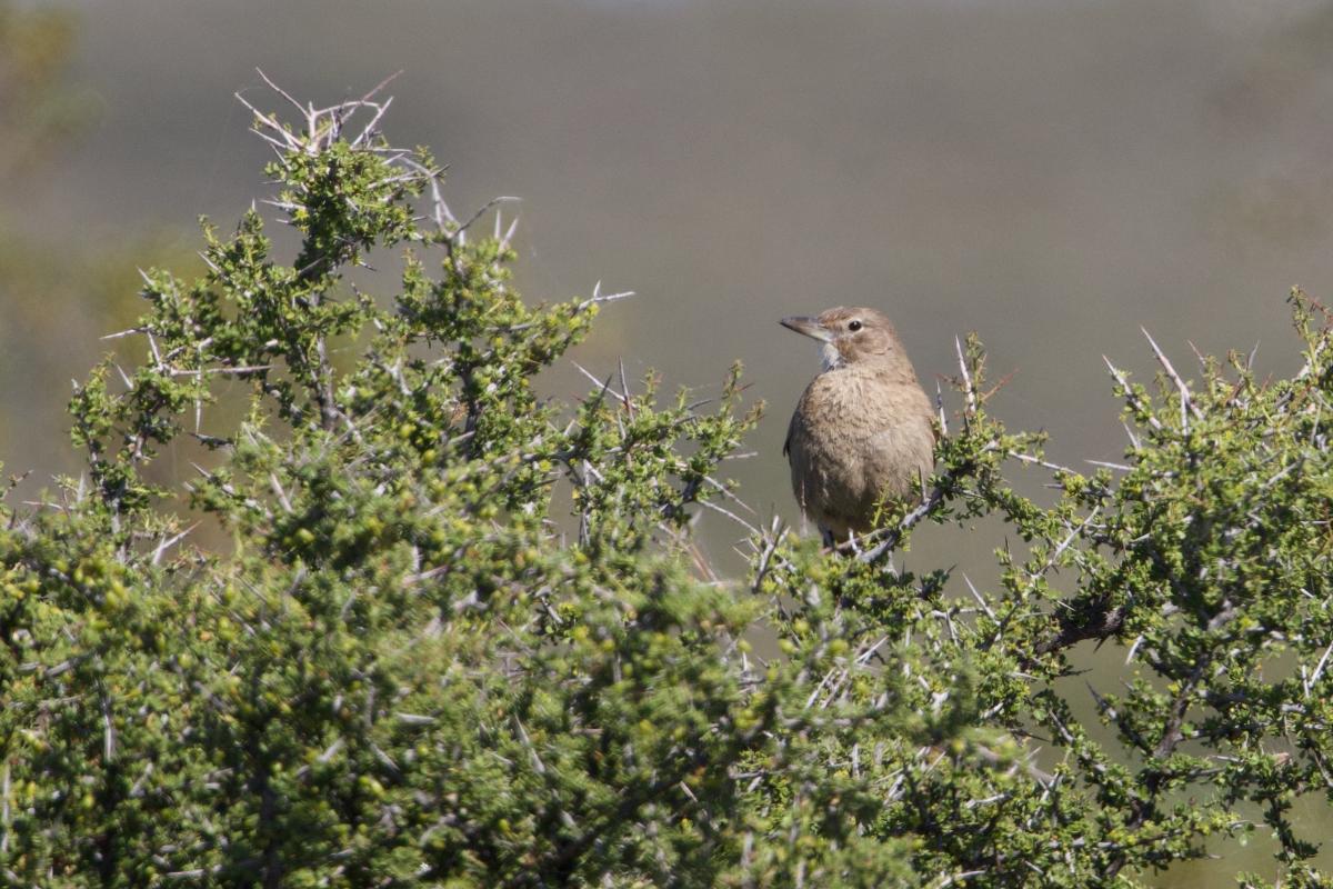 White-throated Cacholote-endemic to Argentina’s desert