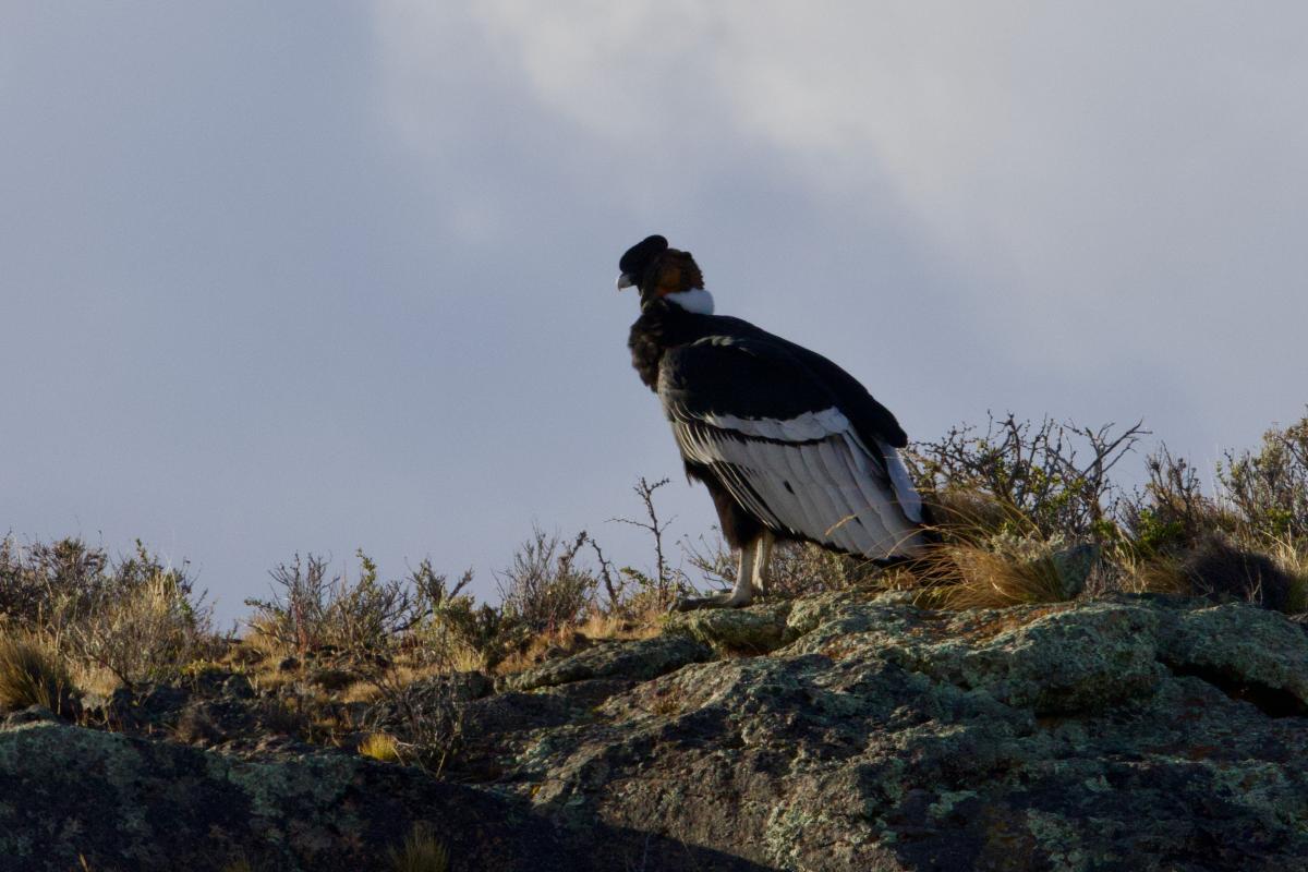 A roadside Andean Condor was a major highlight