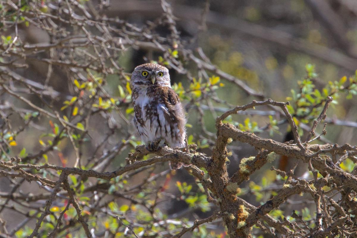 This Austral Pygmy-Owl had no fear