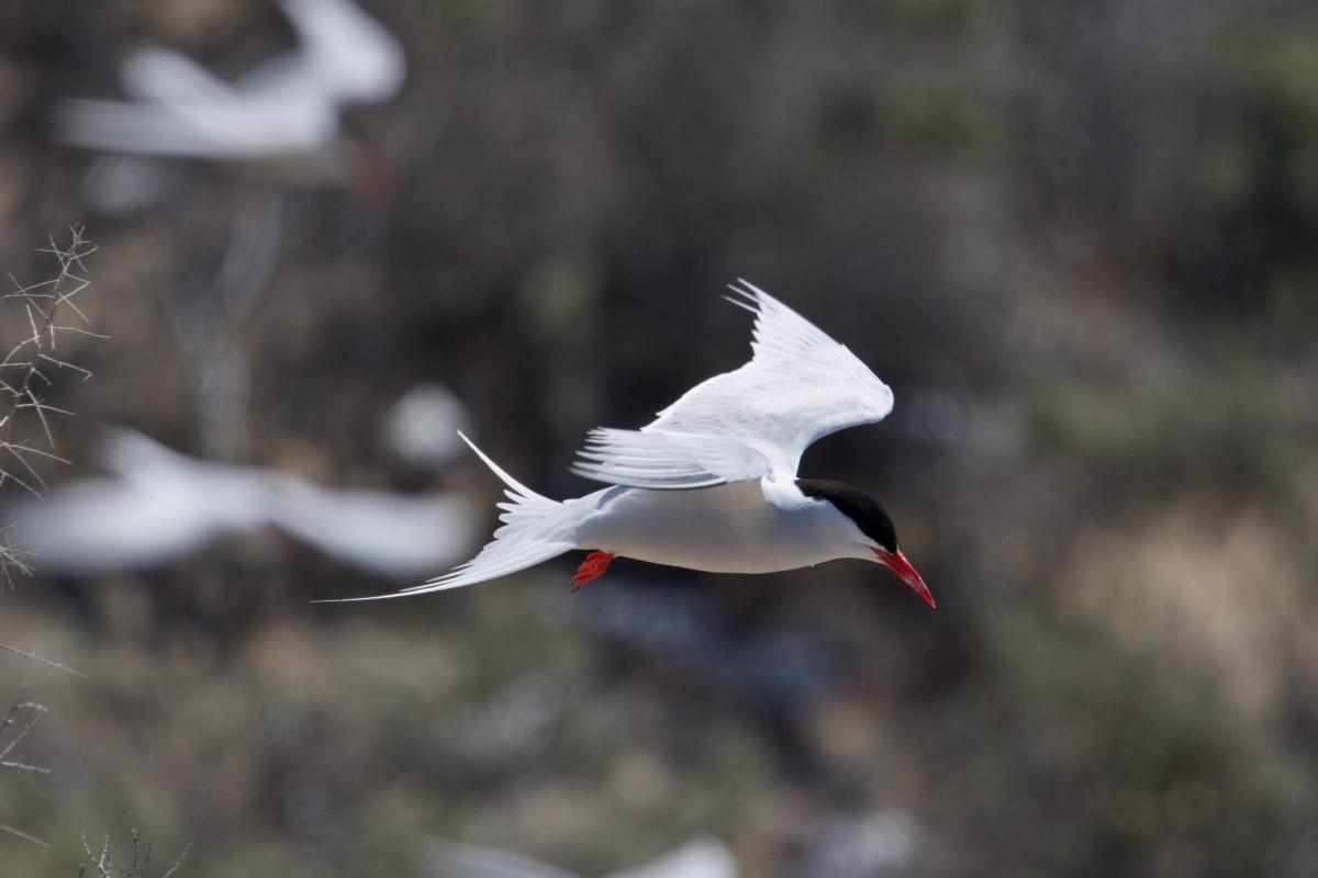 South American Terns are masters of the wind