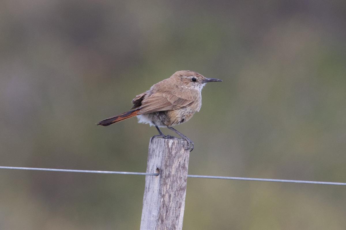 Band-tailed Earthcreeper oddly sitting still