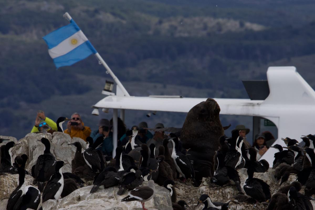 A Southern Sea Lion amongst Imperial Cormorants 