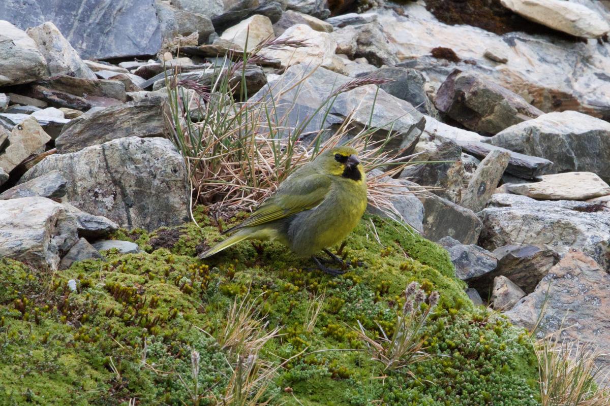 Yellow-bridled Finch 