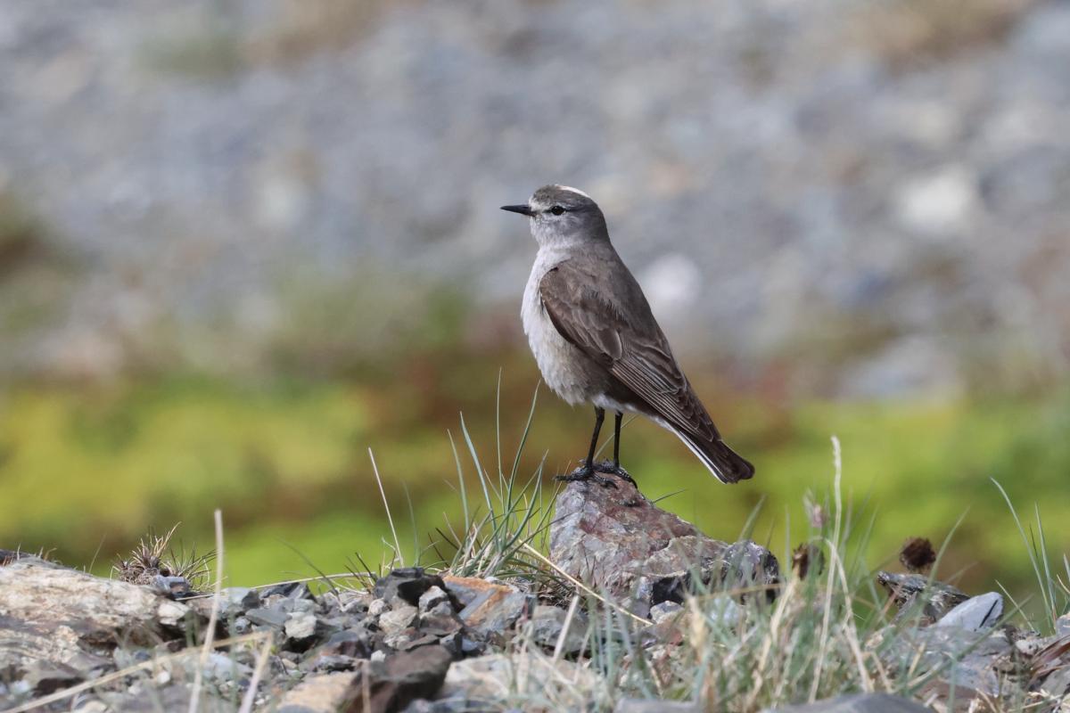 Ochre-naped Ground-Tyrant