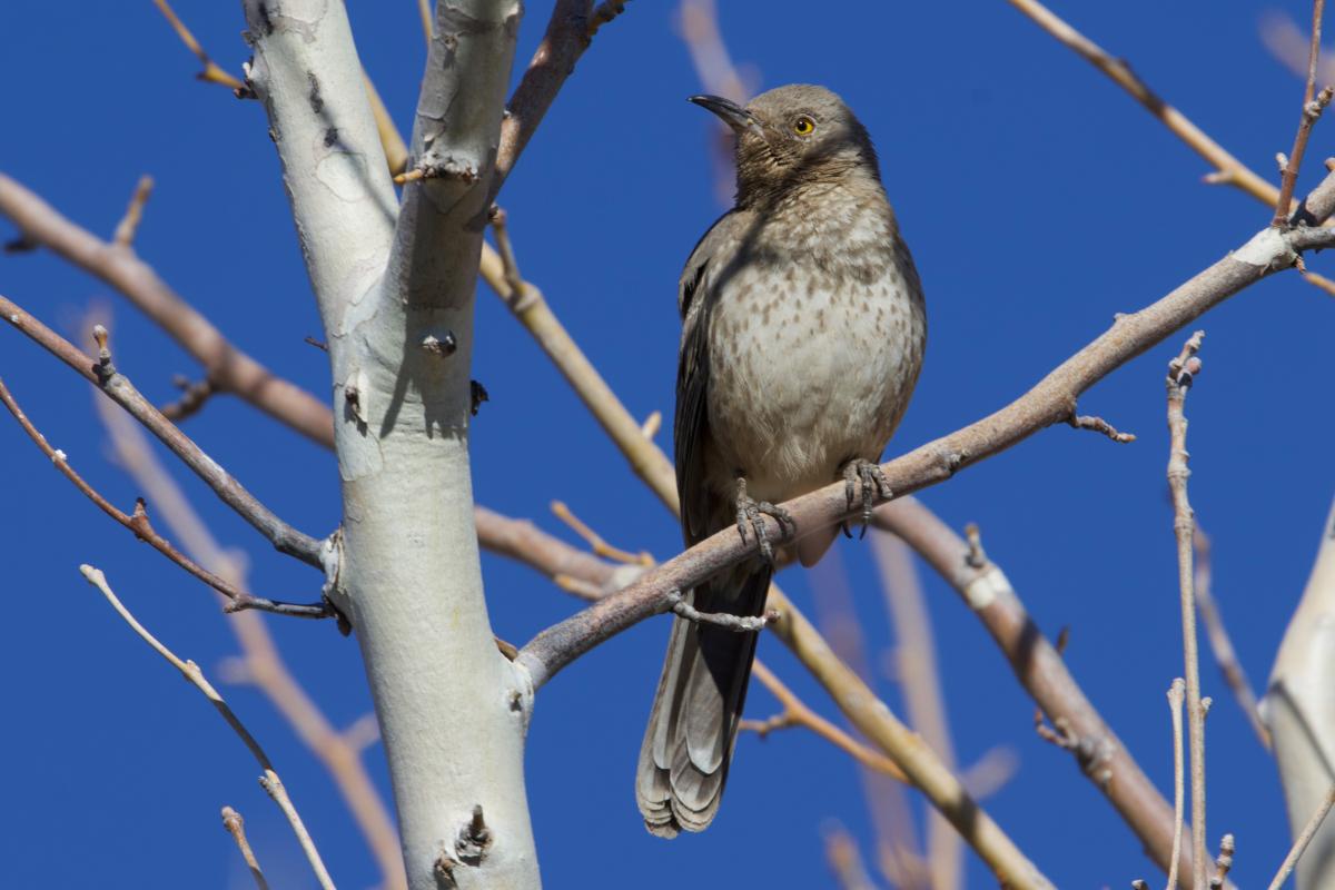 We had good looks at multiple species of thrashers during the week. These included two subspecies of Curve-billed, a Crissal sitting on top of an acacia for scope views, and extremely confiding Bendire’s adorning a leafless tree. 