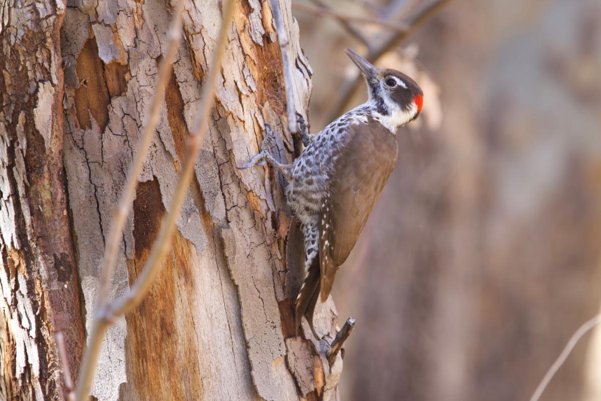 The region is filled with a smattering of woodpecker species. On a daily basis, noisy Gila Woodpeckers greeted us at our comfortable accommodation. We enjoyed the antics of the many Acorn Woodpeckers encountered throughout the oak zone, and the range-restricted Arizona Woodpecker took the cake for most wanted.