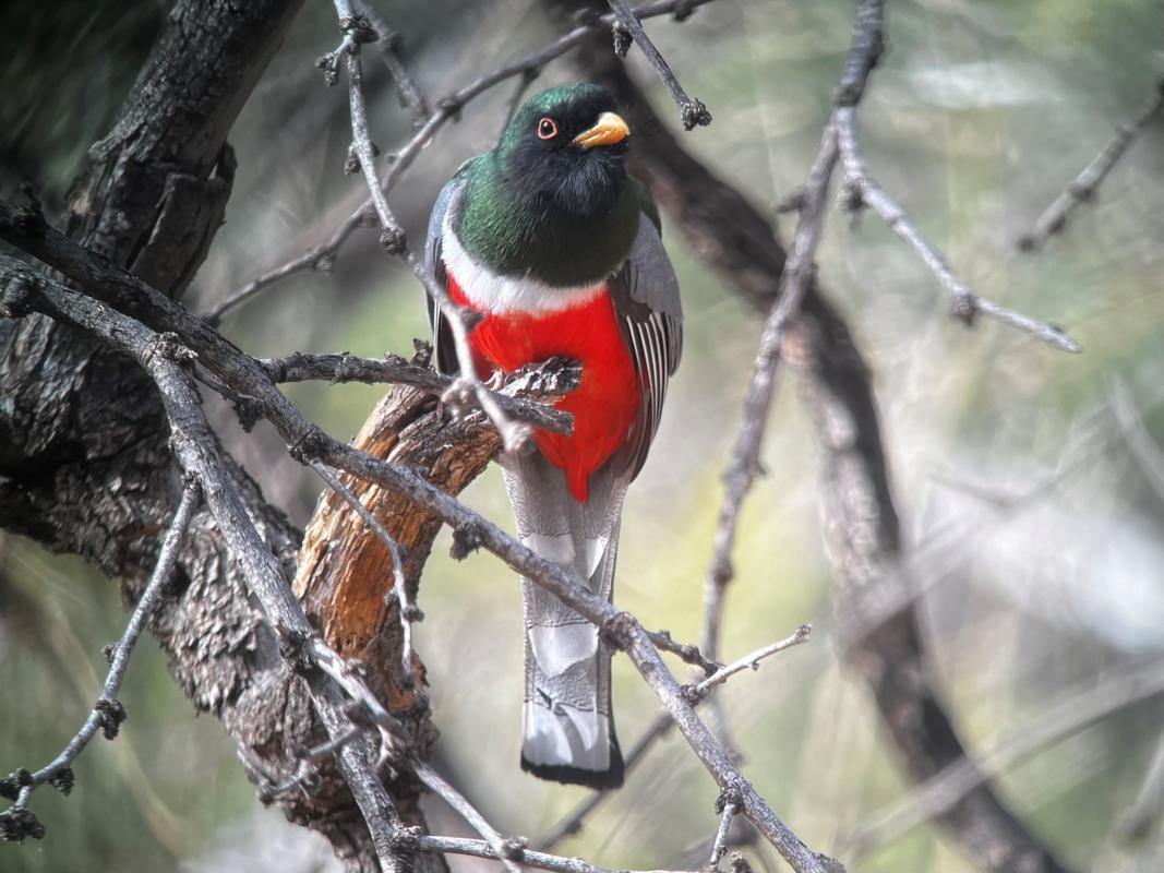 ...or maybe it was the male Elegant Trogon, just as scarce in winter, that we finally tracked down after searching several spots throughout the week. 