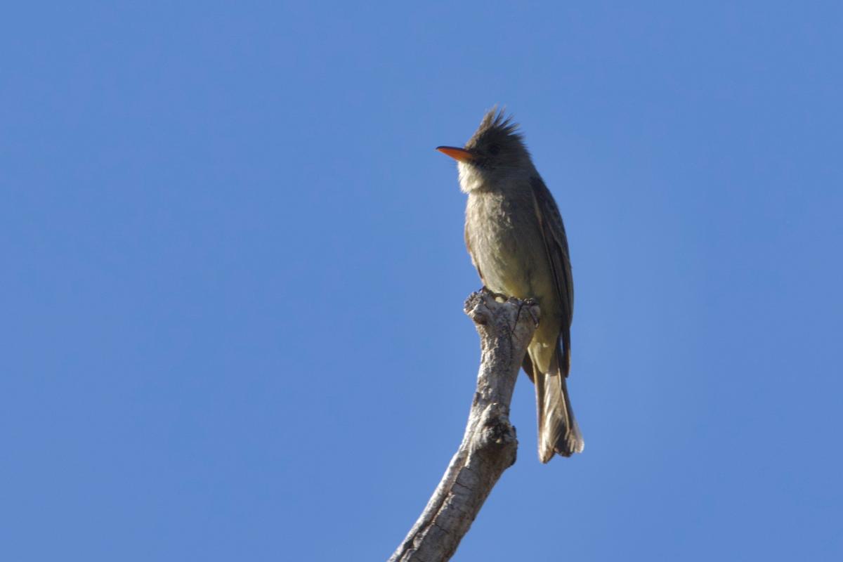 As our last day was coming to an end, we scored a rare-for-winter Greater Pewee soaking in the last light of the day in Madera Canyon.