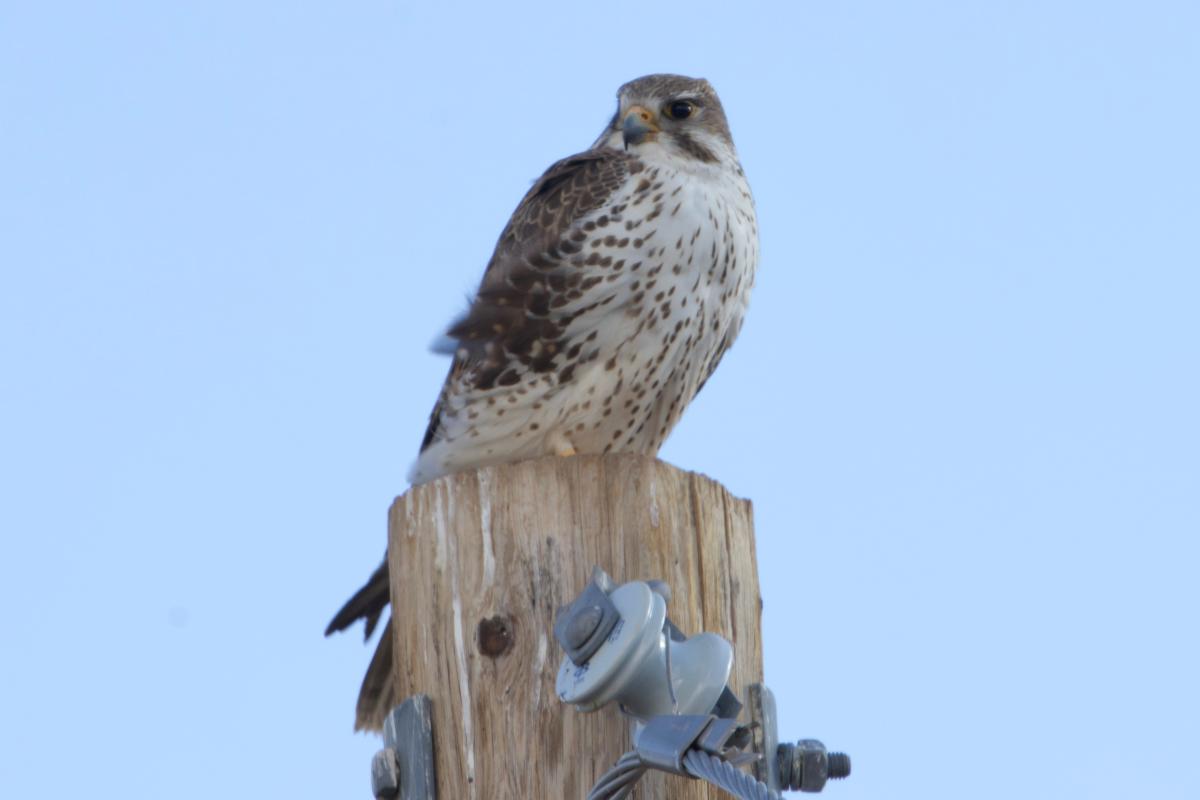 Raptors were in good supply with both dark and light-morph Ferruginous Hawks soaring overhead, a Merlin snatching a bird out of mid-air, and a roadside Prairie Falcon that we could not have been closer to.