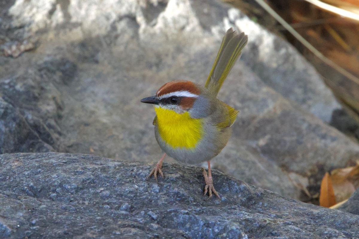 It’s always a good thing when the bird of the trip is a tough decision. Maybe it was the Rufous-capped Warbler, likely only one of a few in the country, that came in to catch bugs at its favored little puddle in Florida Canyon… 