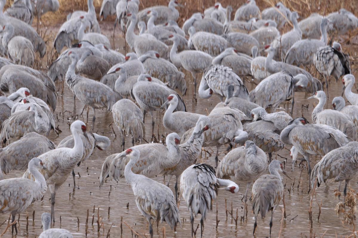 The Sandhill Crane show at Whitewater Draw had as many birds as ever. This spectacle never disappoints, with over 8,000 cranes coming in mid-day seeking a place to rest. The bugling of this many cranes is mesmerizing and a sight that needs to be seen to believe. 