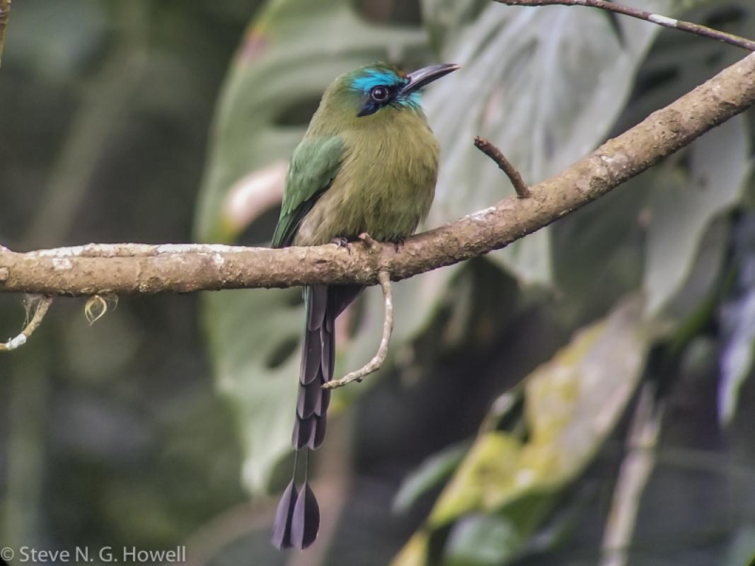 Motmots featured strongly, including the local Keel-billed...