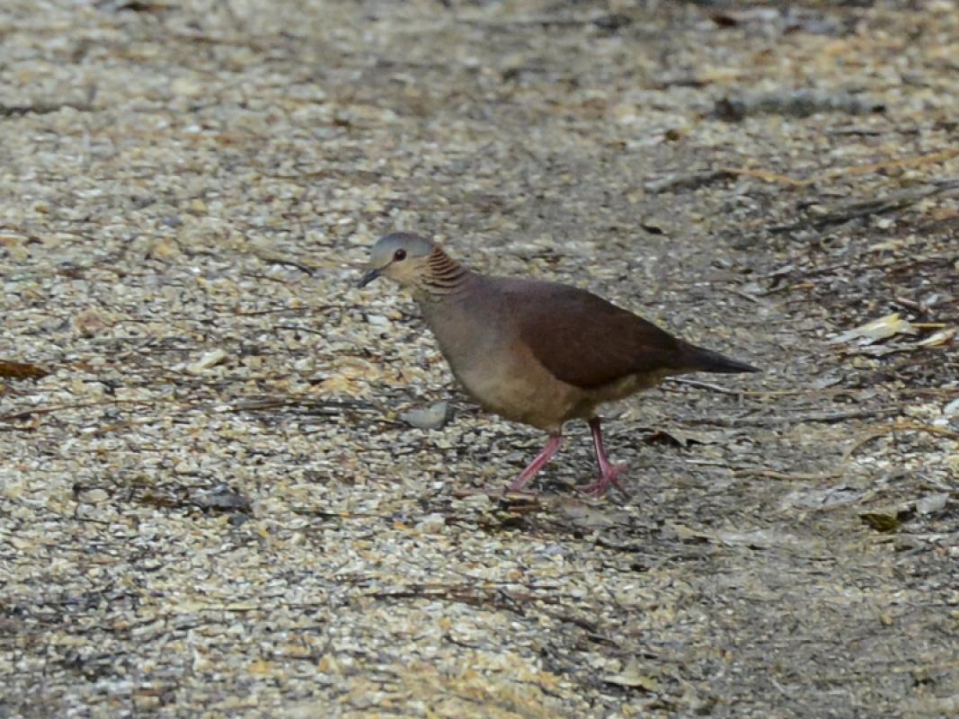 While this White-faced Quail-Dove had not read the field guide about being supposedly retiring and hard to see!