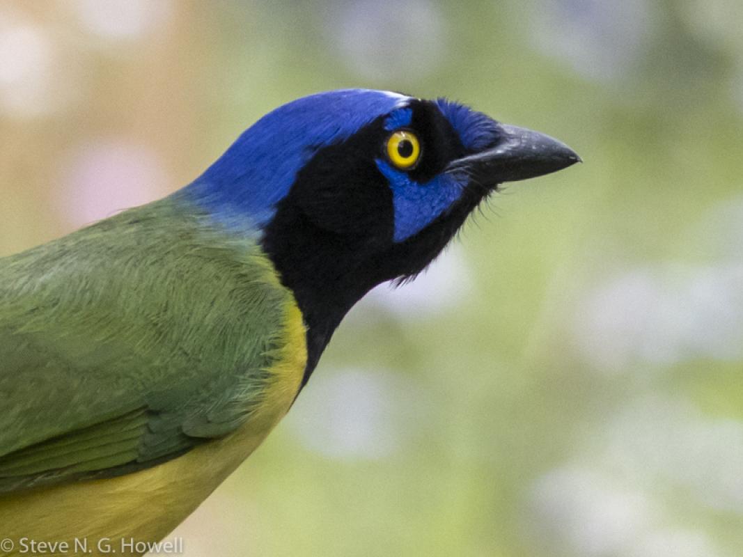 Golden-eyed and yellow breasted, Honduran Green Jays look quite different from the birds in South Texas!