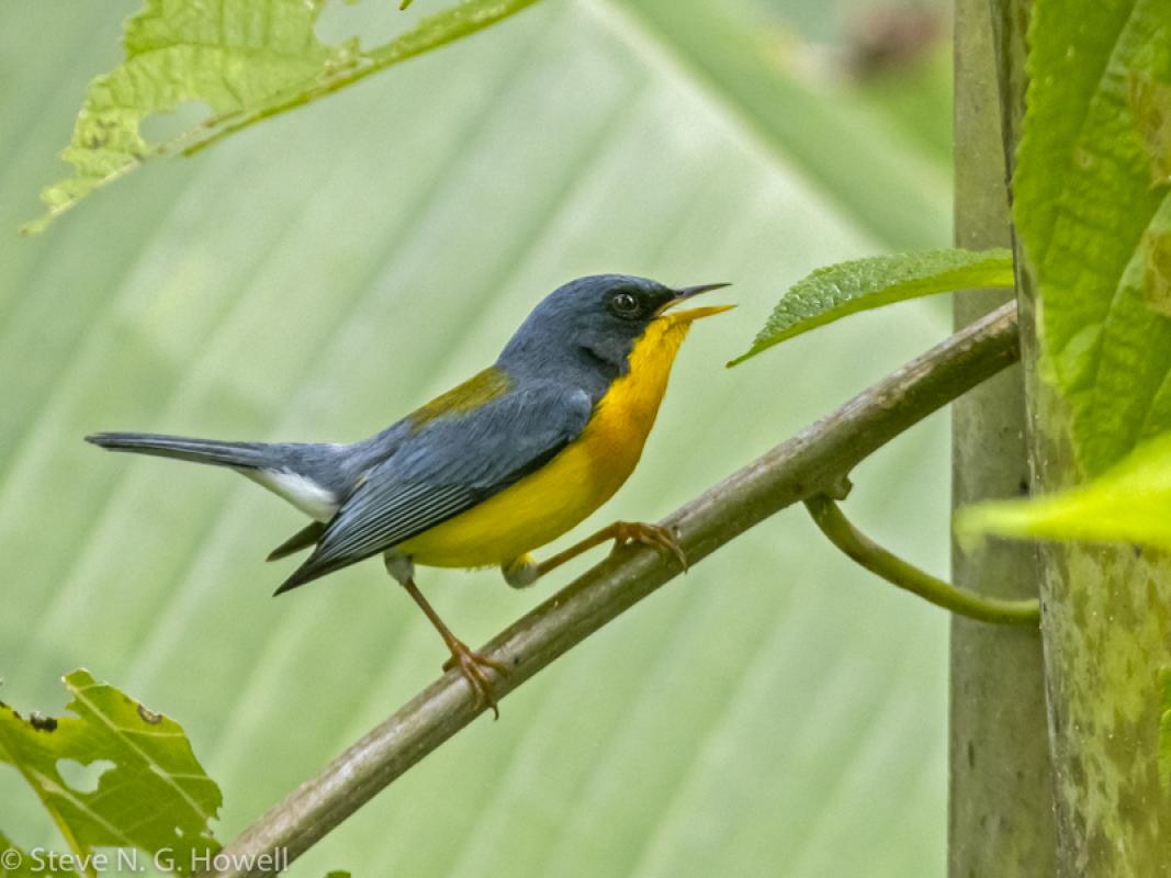 This singing Tropical Parula gave us prolonged great views...