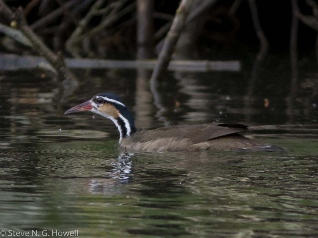 As did this female Sungrebe on our last full birding day.