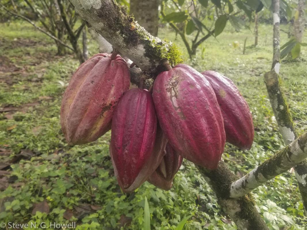 And a cacao (= chocolate!) plantation, which was full of birds! Does it get any better?