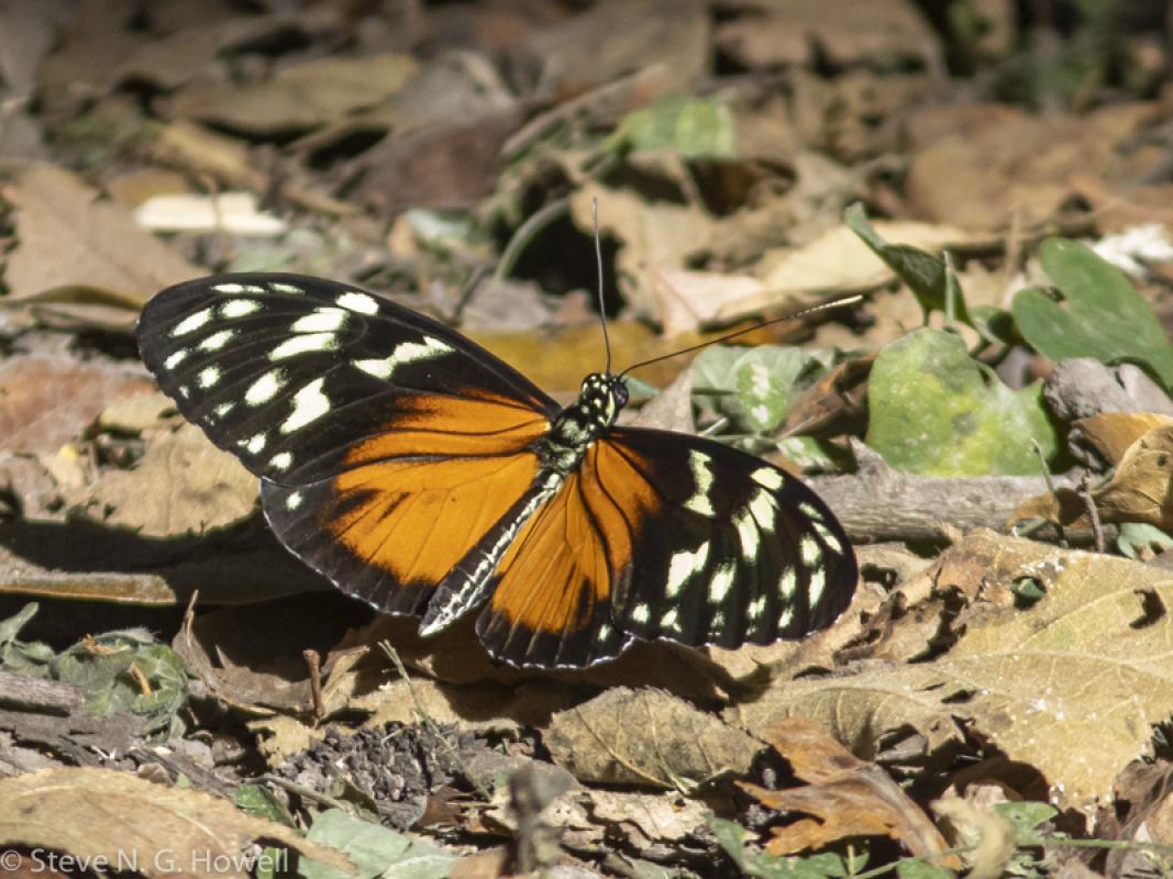 Colorful butterflies such as this Heart-spotted Heliconian...