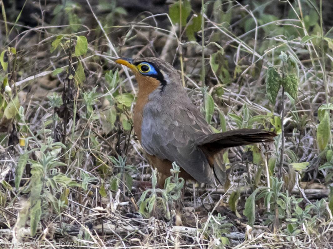 Steve Howell reports from the conclusion of another wonderful tour to Honduras, where the very first afternoon this handsome Lesser Ground Cuckoo made for a great start...