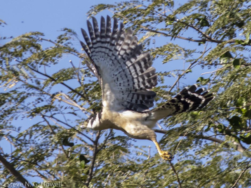 Followed the next morning by an impressive Collared Forest Falcon...