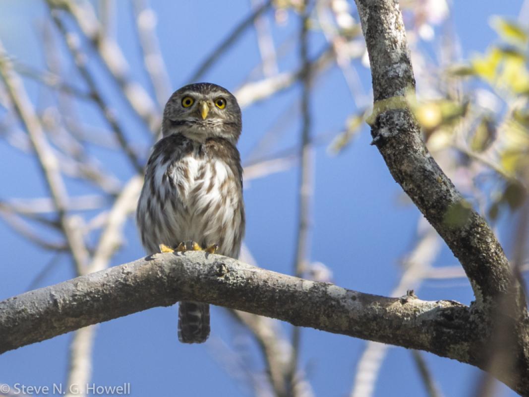 And this diminutive but fierce Ferruginous Pygmy-Owl.