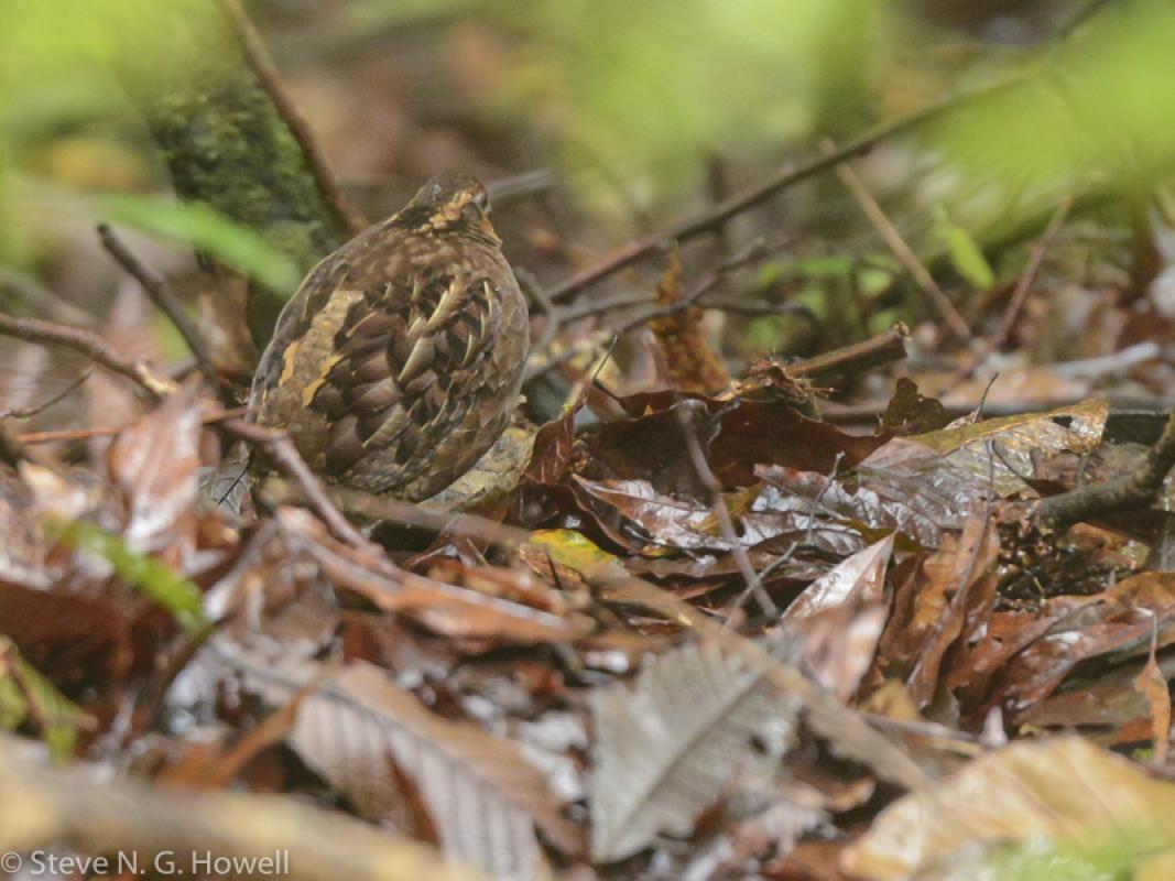 A bonus of our rainy morning was this cryptic Singing Quail, beautifully patterned like dead leaves.