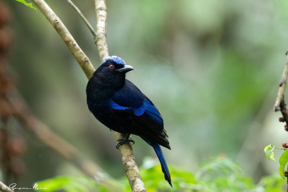 Philippine Fairy-bluebird