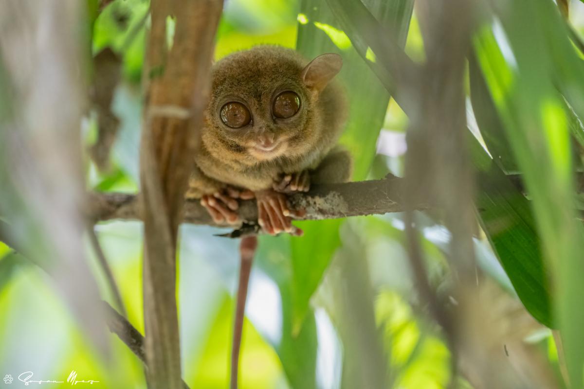 Philippine Tarsier