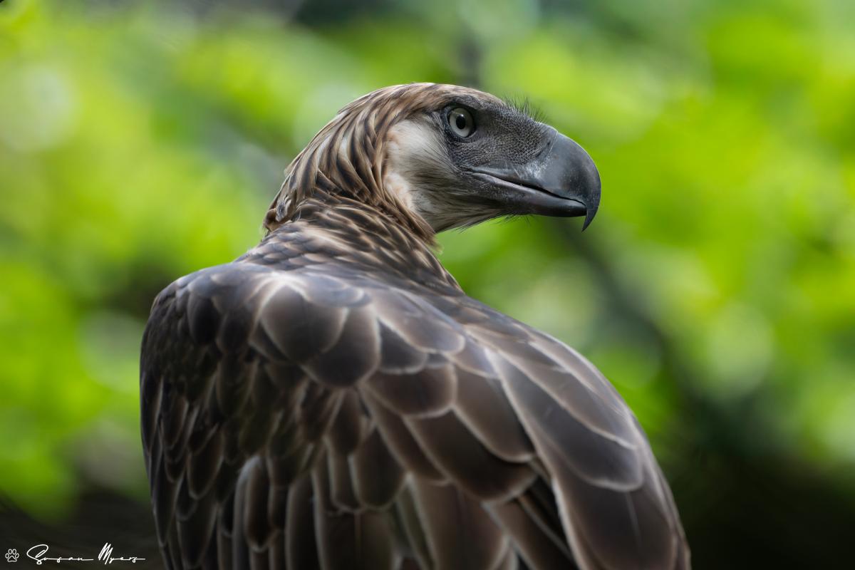 Philippine Eagle