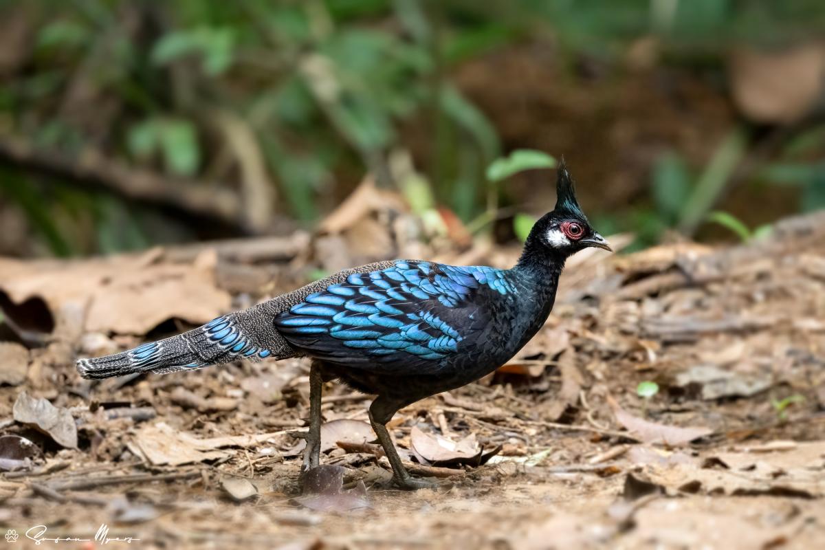 Palawan Peacock-Pheasant