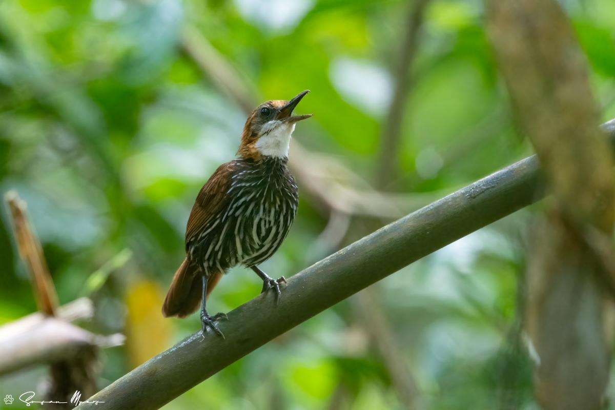 Falcated Wren-Babbler