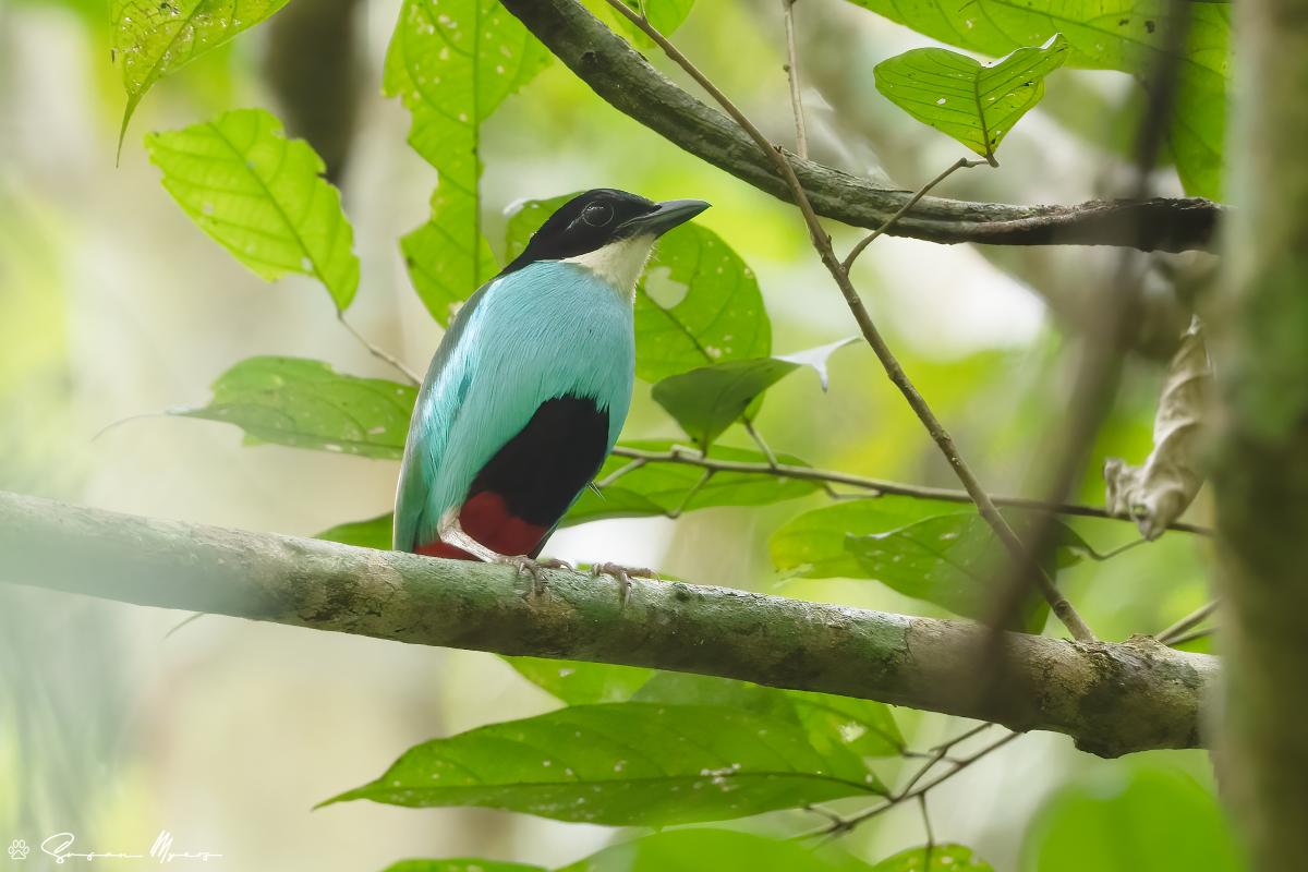 Azure-breasted Piita