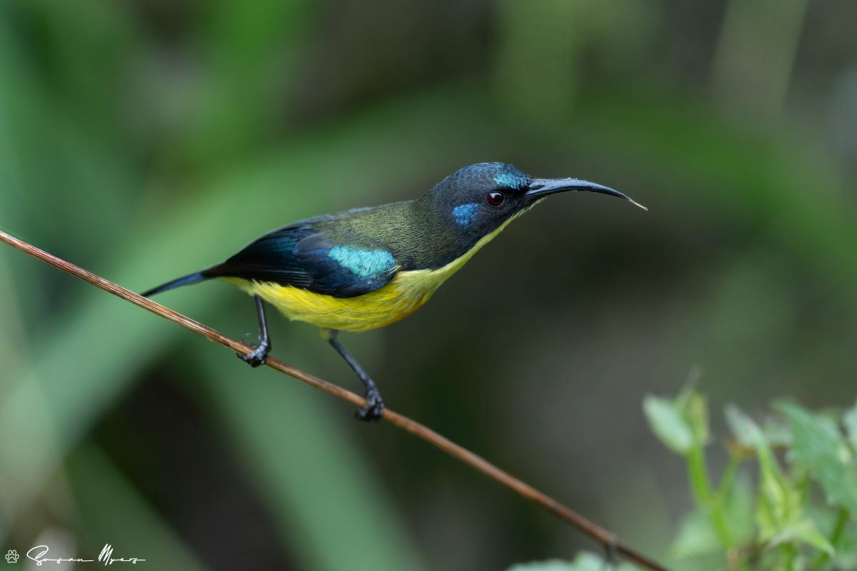 Lina's Sunbird