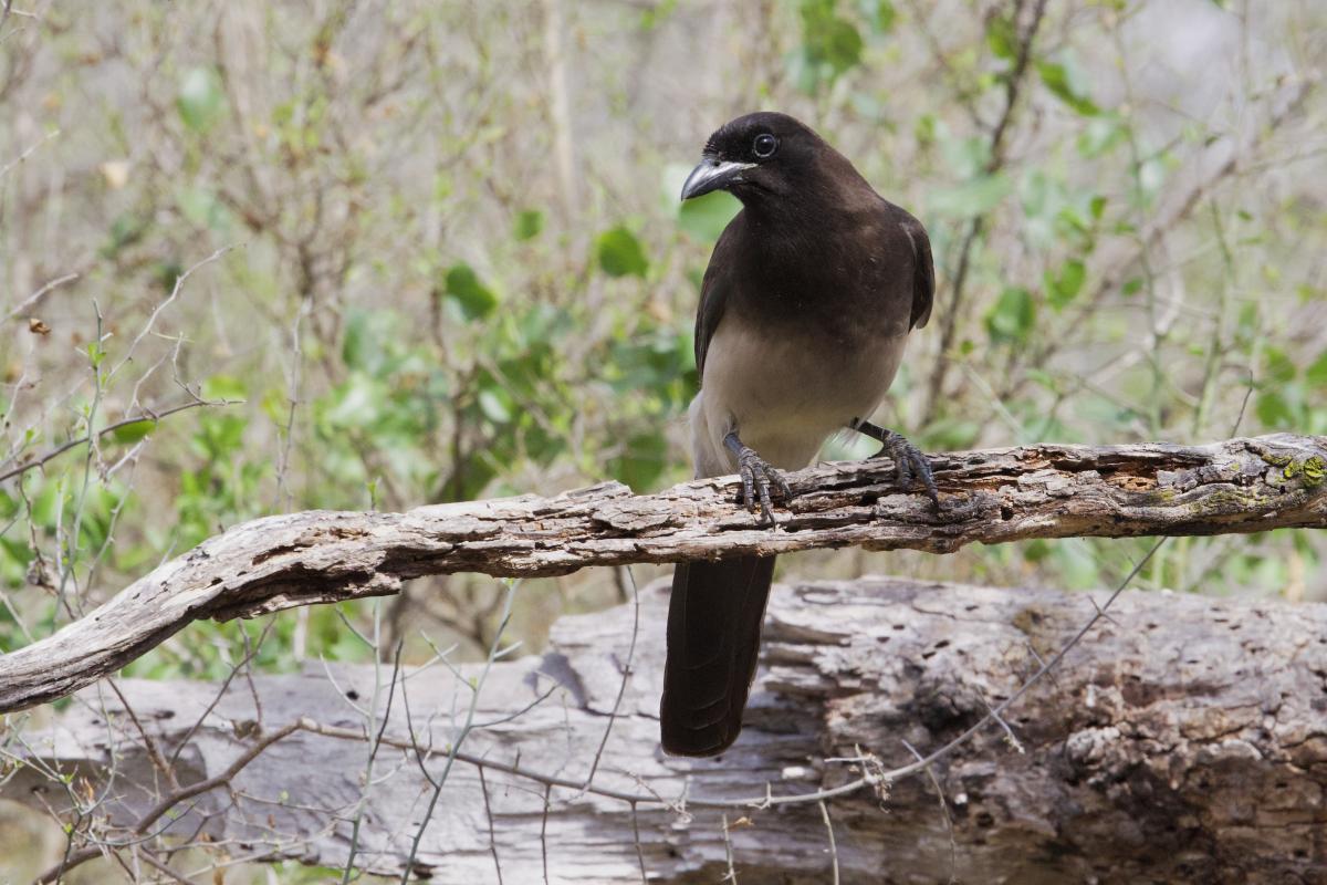 We felt lucky to observe the only Brown Jays in the USA.