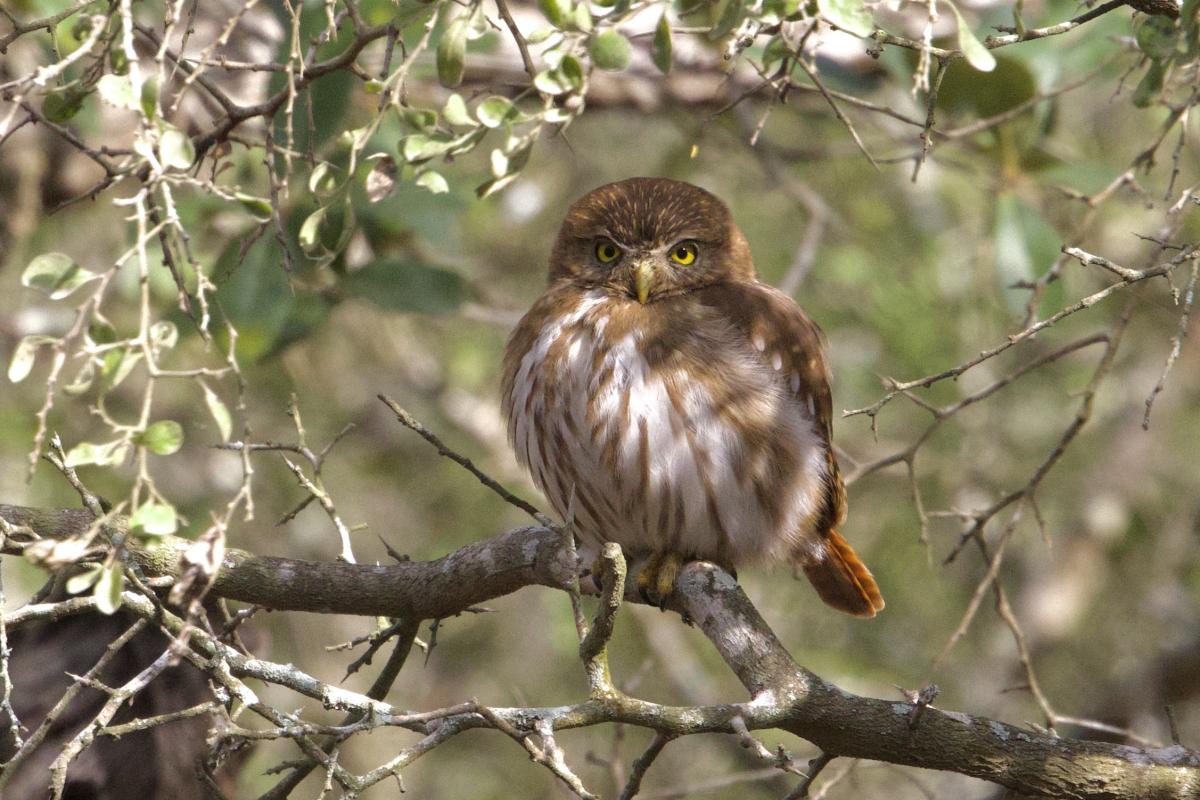 An adult Ferruginous Pygmy-Owl seen quite close.