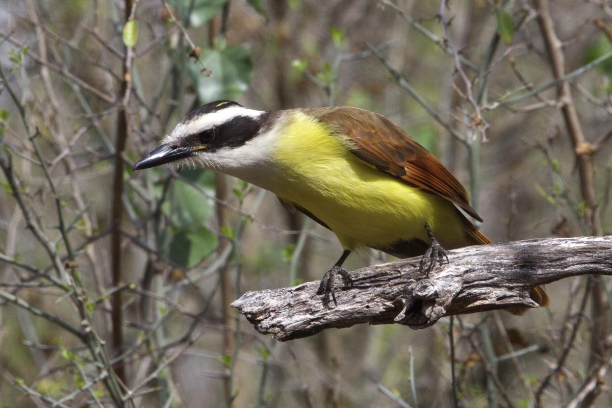 Great Kiskadee