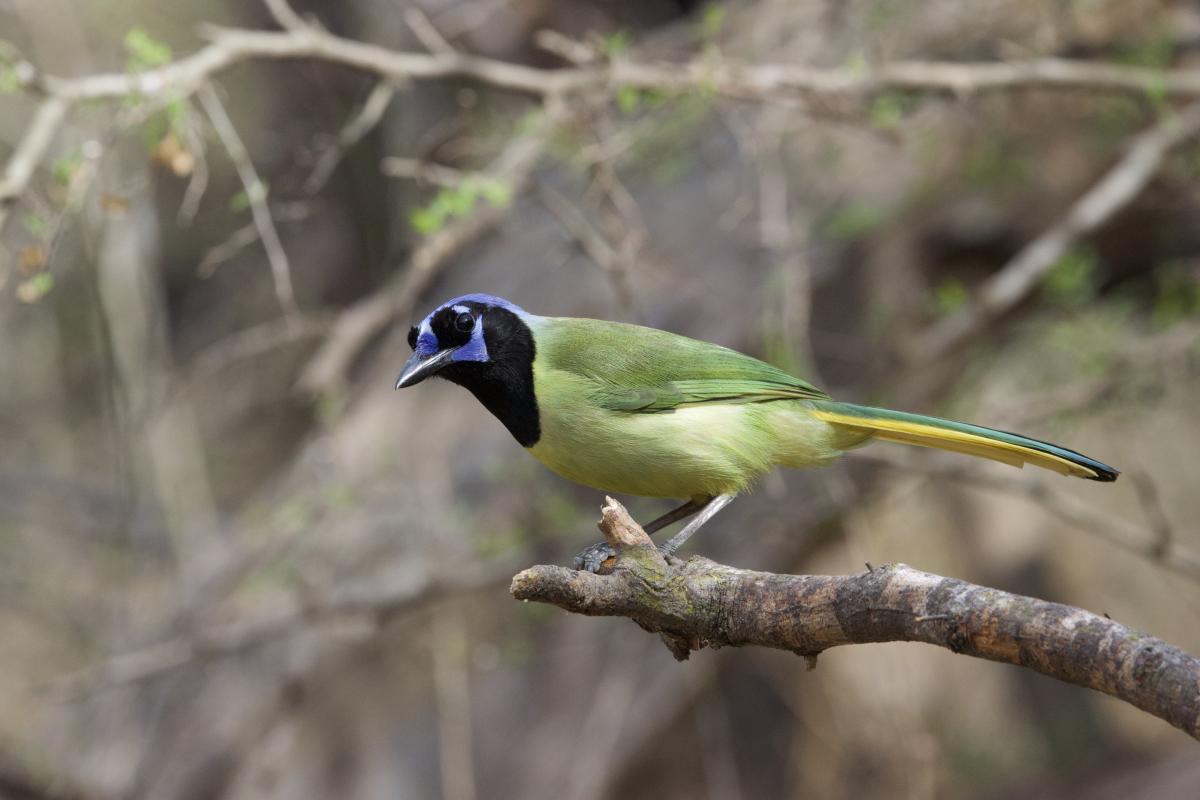 Green Jay