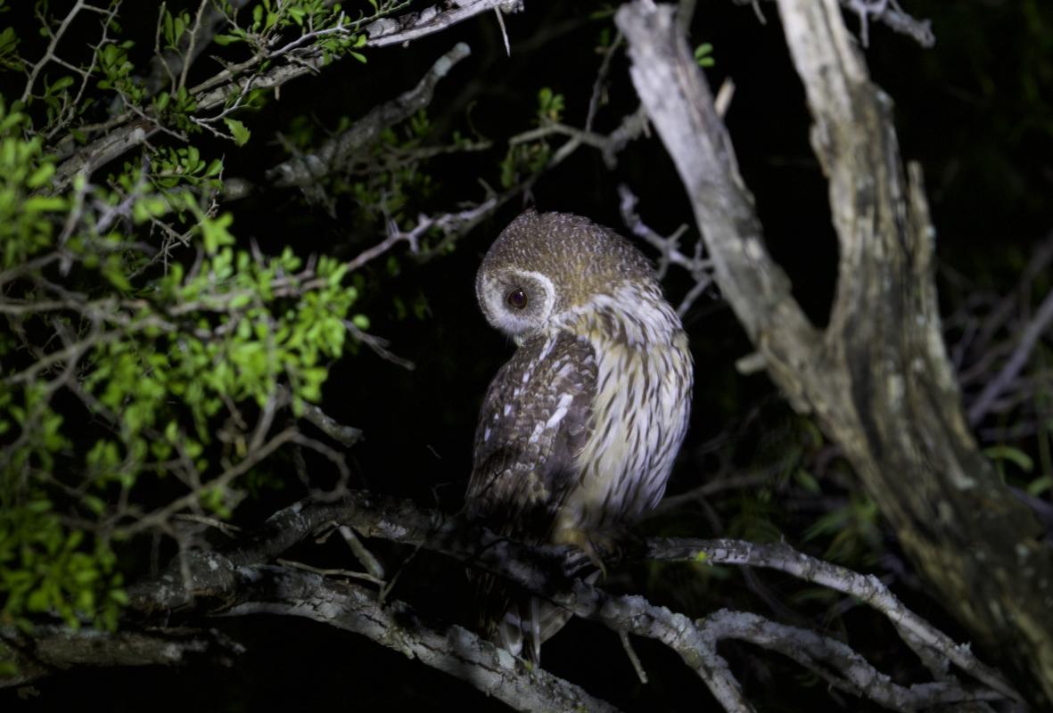 Incredible experience with this Mottled Owl.