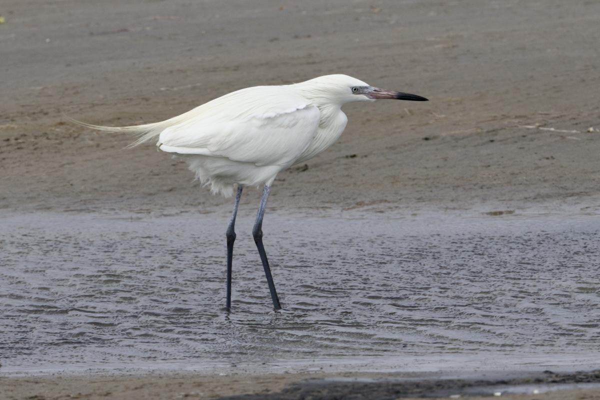 Light morph Reddish Egret hunting shrinking pools.