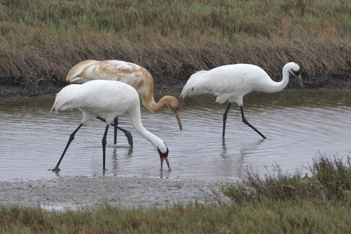 Adult Whooping Cranes teaching their young to hunt. 