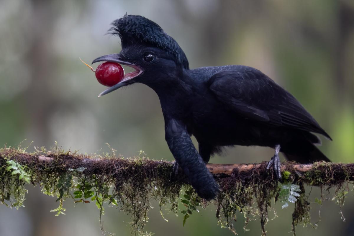 Long-wattled Umbrellabird