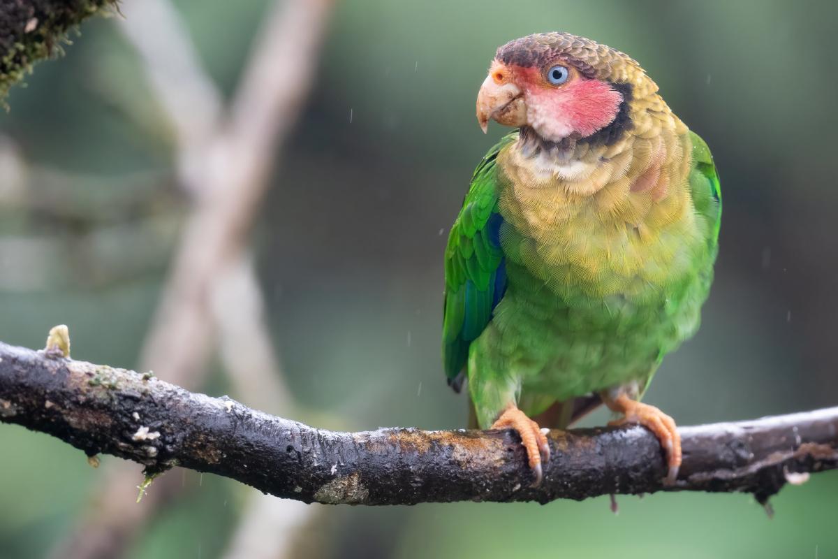 Rose-faced Parrot